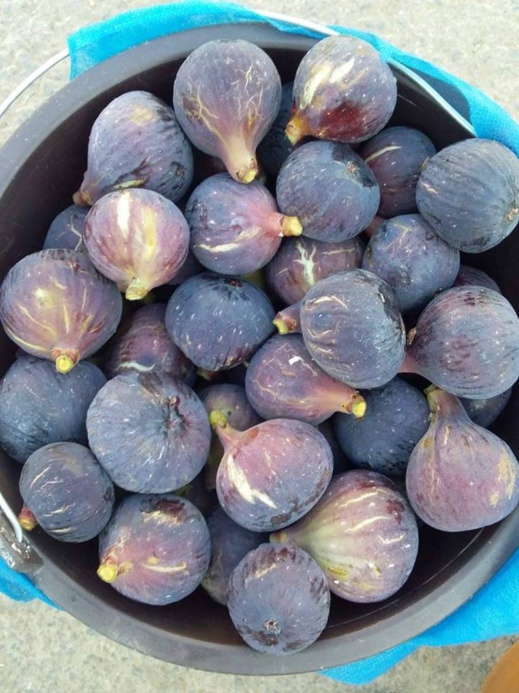 فلاحون لناظورسيتي : محصول فاكهة الجنة "التين" ضعيف هذه السنة فلاحون لناظورسيتي : محصول فاكهة الجنة "التين" ضعيف هذه السنة