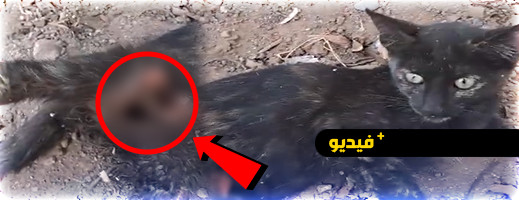 فيديو لقط تعرض للدهس بأزغنغان يثير حزنا عميقا ونداءات لإنقاذ حياته فيديو لقط تعرض للدهس بأزغنغان يثير حزنا عميقا ونداءات لإنقاذ حياته