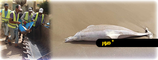 نفوق دلفين على شاطئ أركمان بالناظور نفوق دلفين على شاطئ أركمان بالناظور