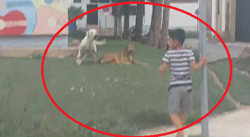مشاهد حية.. قطيع من الكلاب الضالة وسط الناظور تهاجم طفلا مشاهد حية.. قطيع من الكلاب الضالة وسط الناظور تهاجم طفلا