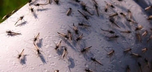 انتشار البعوض في جماعة بوعرك يزعج الساكنة ويسبب أمراض خطيرة انتشار البعوض في جماعة بوعرك يزعج الساكنة ويسبب أمراض خطيرة