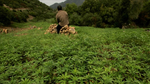 الملك يعفو عن 4831 مزارعا للقنب الهندي و685 مدانا من طرف مختلف محاكم المملكة الملك يعفو عن 4831 مزارعا للقنب الهندي و685 مدانا من طرف مختلف محاكم المملكة