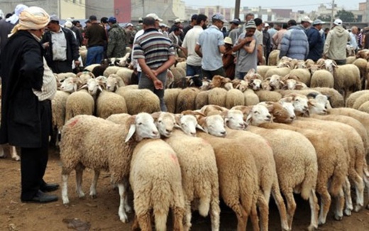 سرقة ازيد من عشرة رؤوس من المواشي بالتجمع السكني امزاورو بتمسمان سرقة ازيد من عشرة رؤوس من المواشي بالتجمع السكني امزاورو بتمسمان