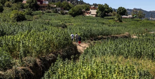 مجلس بوعياش: العفو عن مزارعي "الكيف" دعم لانخراط المملكة في المقاربة الحقوقية مجلس بوعياش: العفو عن مزارعي "الكيف" دعم لانخراط المملكة في المقاربة الحقوقية