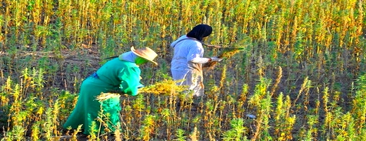 العفو الملكي عن صغار مزارعي الكيف شمل حوالي 800 امرأة العفو الملكي عن صغار مزارعي الكيف شمل حوالي 800 امرأة