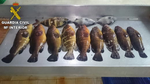 الأمن الإسباني يحجز كميات هامة من الأسماك المهربة من الناظور الأمن الإسباني يحجز كميات هامة من الأسماك المهربة من الناظور