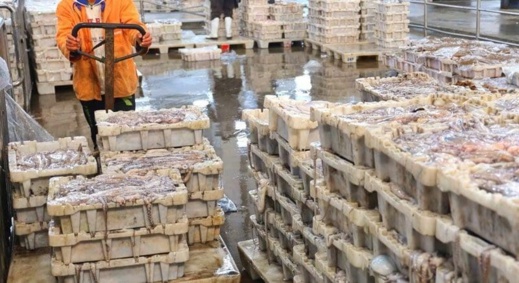 خطأ في الشهادة البيطرية.. روسيا توقف استيراد أسماك مغربية مجمدة خطأ في الشهادة البيطرية.. روسيا توقف استيراد أسماك مغربية مجمدة