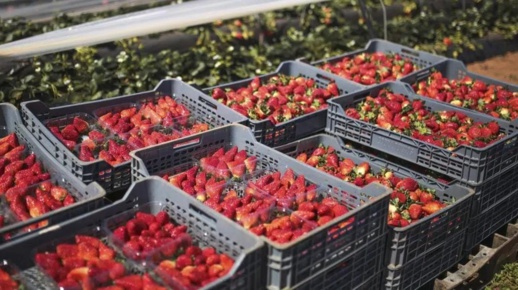 فلاحون إسبان يدعون إلى فرض رسوم جمركية على الفراولة المغربية فلاحون إسبان يدعون إلى فرض رسوم جمركية على الفراولة المغربية