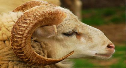 وزارة الأوقاف: عيد الأضحى بالمغرب يوم الخميس 24 شتنبر وزارة الأوقاف: عيد الأضحى بالمغرب يوم الخميس 24 شتنبر