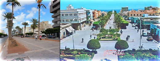 مدينة مغربية تمنع زراعة النخيل.. هل تقتدي بها الناظور وتشرع في زراعة الأشجار؟ مدينة مغربية تمنع زراعة النخيل.. هل تقتدي بها الناظور وتشرع في زراعة الأشجار؟
