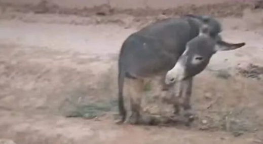 القضاء يدين صاحب ضيعة بتر أطراف حمار دخل حقله القضاء يدين صاحب ضيعة بتر أطراف حمار دخل حقله