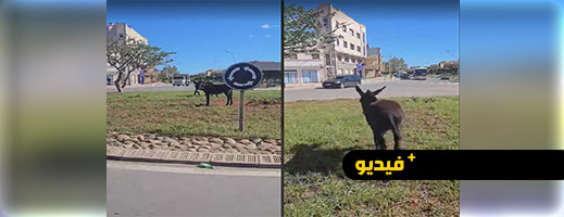 في غياب أي تدخل.. حمير تقتات من أحشاش مدار طرقي على الطريق الرابطة بين الناظور وأزغنغان في غياب أي تدخل.. حمير تقتات من أحشاش مدار طرقي على الطريق الرابطة بين الناظور وأزغنغان
