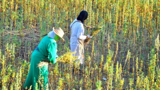 لقاء يتدارس مضامين النداء الداعي لفتح نقاش عمومي حول الاستعمال الترفيهي للكيف لقاء يتدارس مضامين النداء الداعي لفتح نقاش عمومي حول الاستعمال الترفيهي للكيف