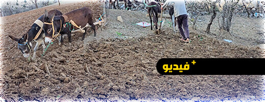 التساقطات المطرية تحفز فلاحي الحسيمة على انطلاق موسم الحرث التساقطات المطرية تحفز فلاحي الحسيمة على انطلاق موسم الحرث