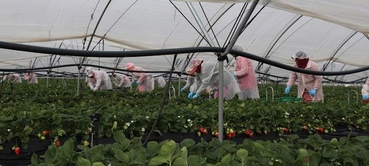 فرنسا.. إدانة مغربي وابنه استغلا مهاجرين كعمال موسميين ببوردو فرنسا.. إدانة مغربي وابنه استغلا مهاجرين كعمال موسميين ببوردو