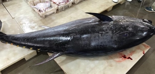 المغرب يعرب عن استعداده للمساهمة في الجهود الجماعية لاستعادة مخزون سمك التونة الجاحظ المغرب يعرب عن استعداده للمساهمة في الجهود الجماعية لاستعادة مخزون سمك التونة الجاحظ