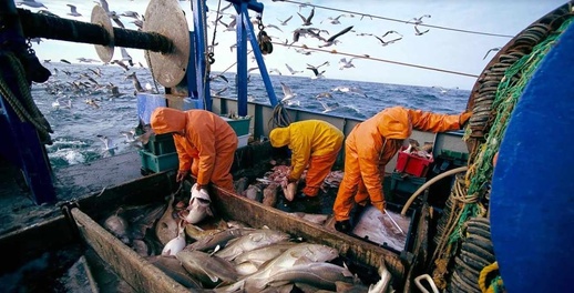 كمية مفرغات الصيد البحري بميناء الناظور تسجل انخفاضا كمية مفرغات الصيد البحري بميناء الناظور تسجل انخفاضا