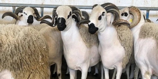 بعد الساكنة.. المغرب يطلق الإحصاء الشامل للماشية بعد الساكنة.. المغرب يطلق الإحصاء الشامل للماشية