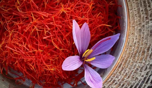 نجاح أول تجربة نموذجية لزراعة الزعفران بالجهة الشرقية نجاح أول تجربة نموذجية لزراعة الزعفران بالجهة الشرقية