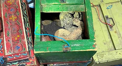 حيازة حيوانات مهددة بالانقراض والاتجار فيها يجر شخصين للاعتقال بالناظور حيازة حيوانات مهددة بالانقراض والاتجار فيها يجر شخصين للاعتقال بالناظور