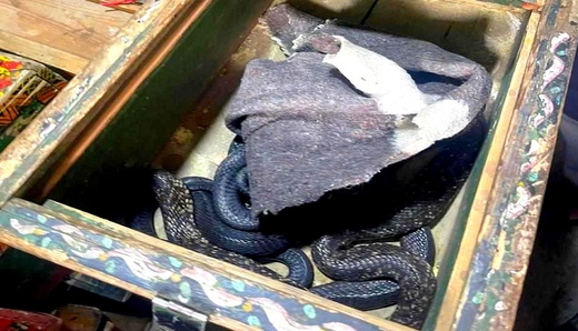 حيازة حيوانات مهددة بالانقراض والاتجار فيها يجر شخصين للاعتقال بالناظور حيازة حيوانات مهددة بالانقراض والاتجار فيها يجر شخصين للاعتقال بالناظور