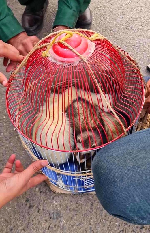 حيازة حيوانات مهددة بالانقراض والاتجار فيها يجر شخصين للاعتقال بالناظور حيازة حيوانات مهددة بالانقراض والاتجار فيها يجر شخصين للاعتقال بالناظور