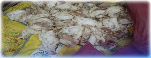 تفكيك عصابة تبيع تفكيك عصابة تبيع