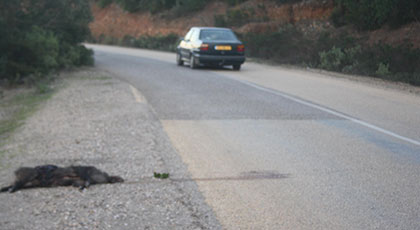 اصطدام عدد من السيارات بالخنازير البرية يثير استياء مستعملي طريق جبل القرن‎