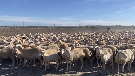 ازدياد الطلب المغربي يرفع  الأسعار بسوق المواشي بإسبانيا ازدياد الطلب المغربي يرفع  الأسعار بسوق المواشي بإسبانيا