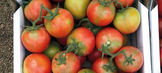 بسبب فيروسات خطيرة.. السلطات الروسية تمنع دخول شحنة طماطم مغربية بسبب فيروسات خطيرة.. السلطات الروسية تمنع دخول شحنة طماطم مغربية