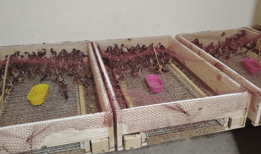 الوكالة الوطنية للمياه والغابات تعزز إجراءات محاربة الاتجار غير المشروع في طائر الحسون الوكالة الوطنية للمياه والغابات تعزز إجراءات محاربة الاتجار غير المشروع في طائر الحسون