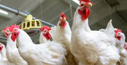 ارتفاع كبير تسجله أسعار الدواجن من جديد بالمغرب ارتفاع كبير تسجله أسعار الدواجن من جديد بالمغرب