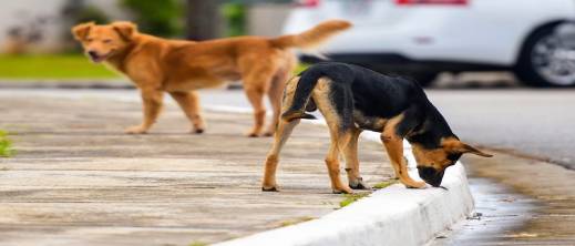 غرامات مالية على جماعات محلية بسبب الكلاب الضالة غرامات مالية على جماعات محلية بسبب الكلاب الضالة