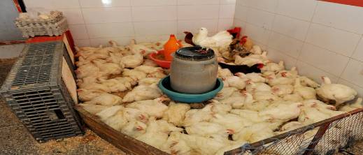 ترشيح شركة أمريكية لحل مشكلة غلاء الدجاج في المغرب ترشيح شركة أمريكية لحل مشكلة غلاء الدجاج في المغرب