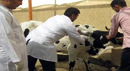 إنطلاق عملية التلقيح ضد الحمى القلاعية بالريف والمصالح المختصة تؤكد أنها لن تنتقل إلى الإنسان إنطلاق عملية التلقيح ضد الحمى القلاعية بالريف والمصالح المختصة تؤكد أنها لن تنتقل إلى الإنسان