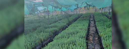 940 ألف شتلة صنوبر مهددة بالإتلاف في الناظور.. مطالب بتوضيحات عاجلة 940 ألف شتلة صنوبر مهددة بالإتلاف في الناظور.. مطالب بتوضيحات عاجلة