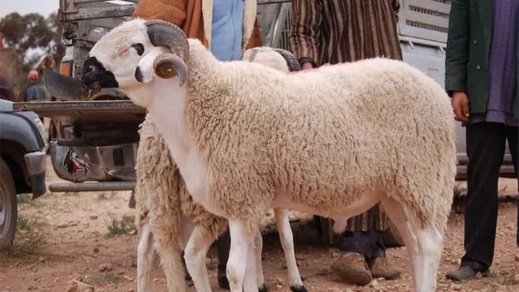 هذا ماقالته الحكومة عن إمكانية إلغاء عيد الأضحى هذا ماقالته الحكومة عن إمكانية إلغاء عيد الأضحى