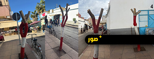 إزالة أشجار بسوق اولاد ميمون يثير استياء التجار إزالة أشجار بسوق اولاد ميمون يثير استياء التجار