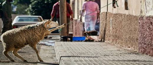 بعد جدل إلغاء عيد الأضحى.. وزير الفلاحة يعلن خطة للتقييم بعد جدل إلغاء عيد الأضحى.. وزير الفلاحة يعلن خطة للتقييم