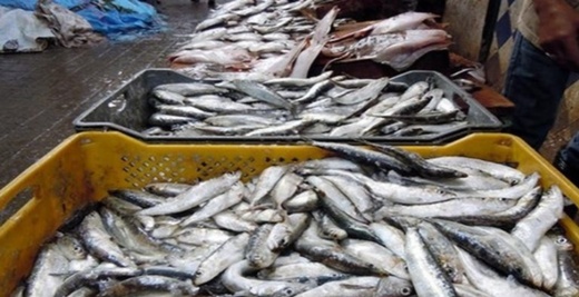 مع اقتراب رمضان.. أسعار السردين تواصل الارتفاع مع اقتراب رمضان.. أسعار السردين تواصل الارتفاع