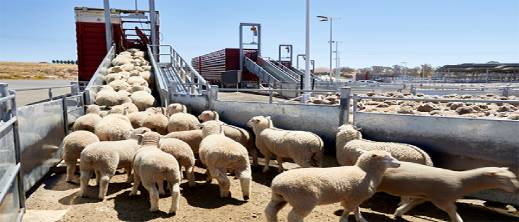 المغرب يستعد للعيد باستيراد المواشي من أستراليا المغرب يستعد للعيد باستيراد المواشي من أستراليا