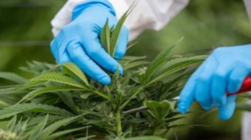 وكالة تقنين القنب الهندي تبدأ إجراءات سحب 100 رخصة وكالة تقنين القنب الهندي تبدأ إجراءات سحب 100 رخصة