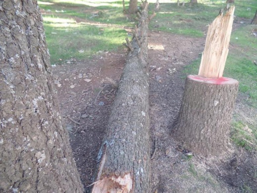 إيقاف متهم بسرقة أشجار الارز بغابة نواحي الحسيمة ومواطنون لناظورسيتي: الغابة تفقد 100 شجرة سنويا إيقاف متهم بسرقة أشجار الارز بغابة نواحي الحسيمة ومواطنون لناظورسيتي: الغابة تفقد 100 شجرة سنويا