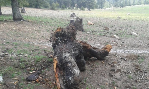 إيقاف متهم بسرقة أشجار الارز بغابة نواحي الحسيمة ومواطنون لناظورسيتي: الغابة تفقد 100 شجرة سنويا‎
