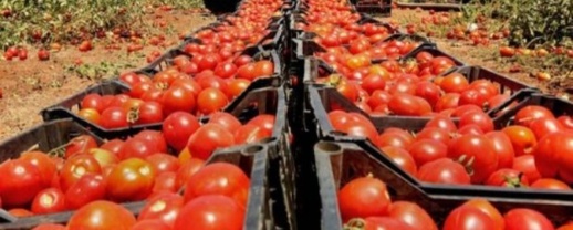 مقترح قانون يفرض منع استيراد الطماطم المغربية بفرنسا مقترح قانون يفرض منع استيراد الطماطم المغربية بفرنسا