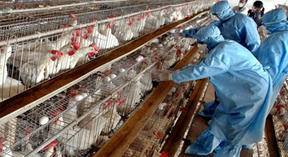 تشديد المراقبة بالمعابر لمنع دخول الدواجن بعد تسجيل حالات اصابة بأنفلونزا الطيور بفرنسا‎
