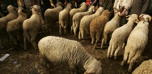 إشاعة إلغاء عيد الأضحى تخفض أسعار الأغنام إشاعة إلغاء عيد الأضحى تخفض أسعار الأغنام