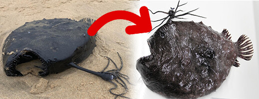 رصد نادر لسمكة رصد نادر لسمكة