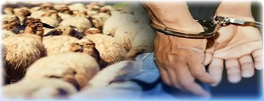 تفكيك عصابة متخصصة في سرقة المواشي ضواحي الناظور تفكيك عصابة متخصصة في سرقة المواشي ضواحي الناظور