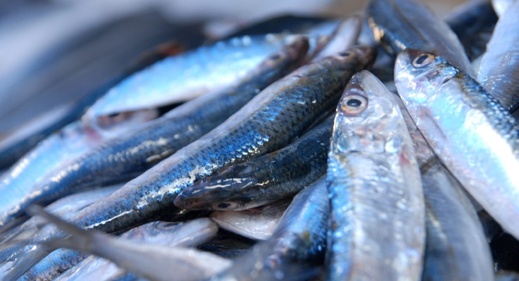 سلطات مليلية تنهي آخر الترتيبات لاستيراد الأسماك المغربية عبر معبر بني أنصار سلطات مليلية تنهي آخر الترتيبات لاستيراد الأسماك المغربية عبر معبر بني أنصار